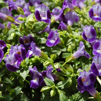 Torenia fournieri - Torenia 'Large Blue'