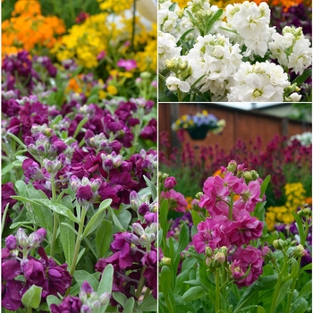 Matthiola incana 'Multiple Varieties' - Stock