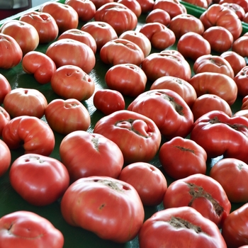 Lycopersicon esculentum - 'German Johnson' Tomato