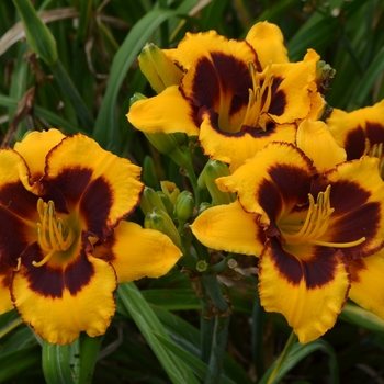 Hemerocallis 'Multiple Varieties' - Re-Blooming Daylily