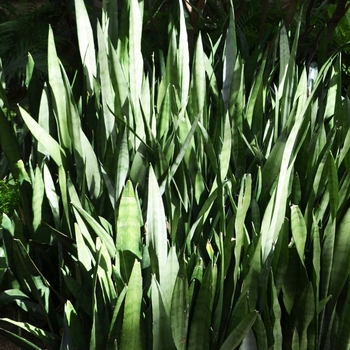 Sansevieria trifasciata - Snake Plant 'Multiple Varieties'