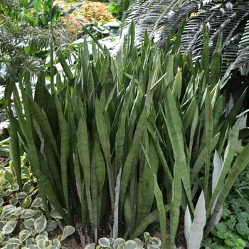 Sansevieria trifasciata - Snake Plant 'Multiple Varieties'