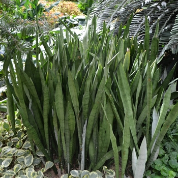 Snake Plant