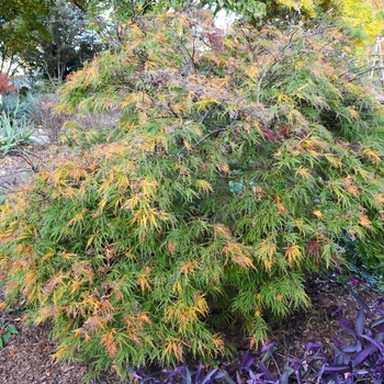 Acer palmatum var. dissectum - Japanese Maple 'Waterfall'