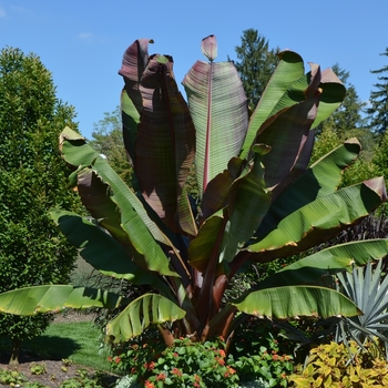 Ensete ventricosum - Banana