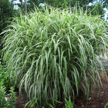 Miscanthus sinensis - Maiden Grass 'Cosmopolitan' 