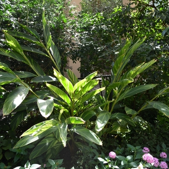 Alpinia zerumbet 'Variegata' (Shell Ginger) - Variegata Shell Ginger