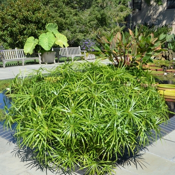 Cyperus alternifolis - Grass 'Baby Tut'