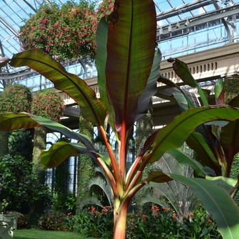 Ensete ventricosum - Banana 'Abyssinian Red'