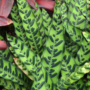 Calathea lancifolia - Calathea 'Rattlesnake'