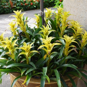 Guzmania 'Marjan' - Bromeliad