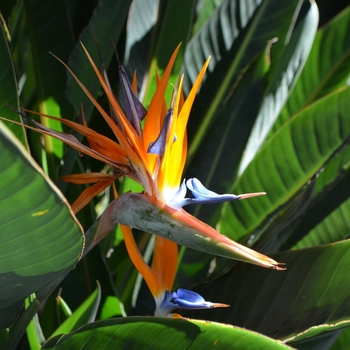 Strelitzia reginae - Bird of Paradise