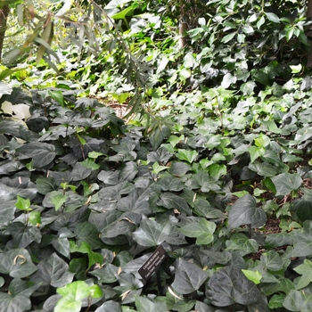 Hedera caneriensis ''Algerian Ivy'' - Algerian Ivy