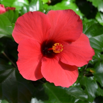 Hibiscus rosa-sinensis - Hibiscus 'Multiple Varieties'