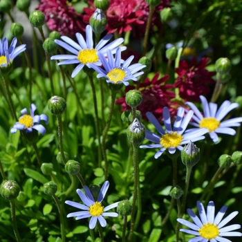 Felicia amelloides - Felicia 'Tosca Blue'