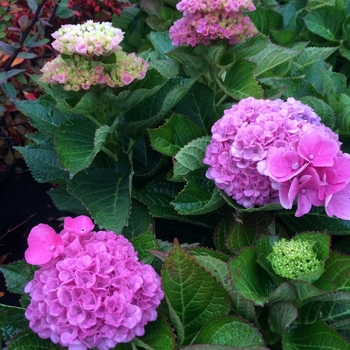 Hydrangea macrophylla - Hydrangea 'Everlasting Revolution'
