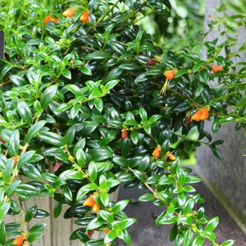 Nematanthus gregarius - Goldfish Plant