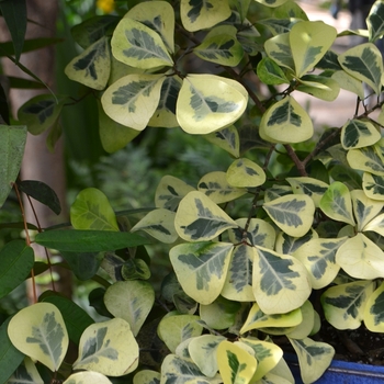Ficus natalensis ssp leprieurii - Fig 'Triangle Variegated'