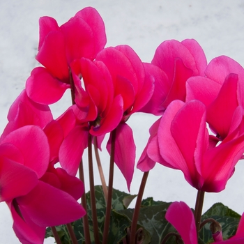 Cyclamen cilicium - Cyclamen 