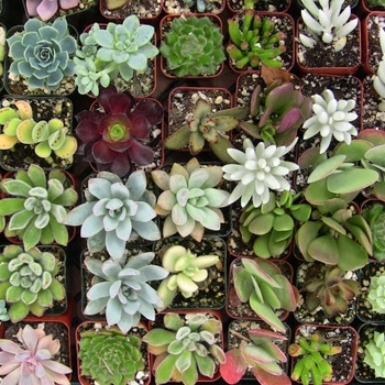Assorted Varieties - Succulents