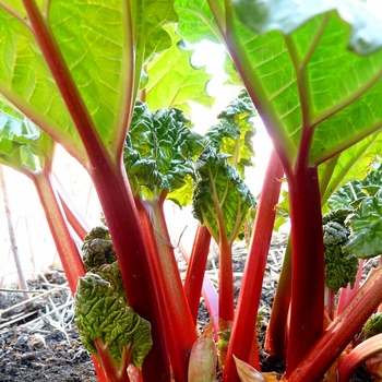 Rheum x coltorum - Rhubarb 'Multiple Varieties'