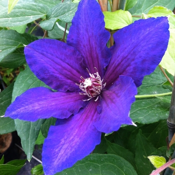 Clematis - Clematis 'Vancouver Danielle'