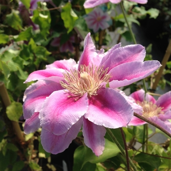 Clematis - Clematis 'Bee's Jubilee'