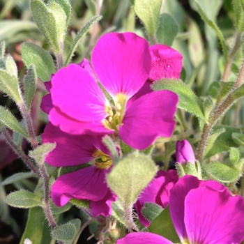 Aubrieta - Rock Cress 'Cascade Red'