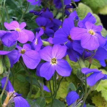 Aubrieta - Rock Cress 'Cascade Blue' 
