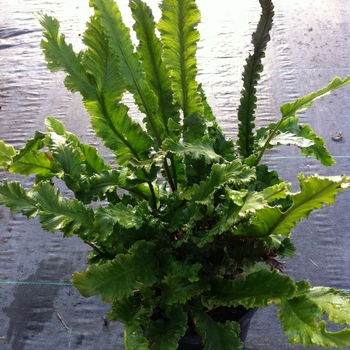 Asplenium scolopendrium - Fern 'Birds Nest'