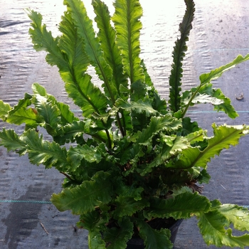 Asplenium scolopendrium - Birds Nest Fern