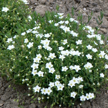 Arenaria montana - Mountain Sandwort