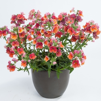 Nemesia - Nemesia 'Multiple Varieties'