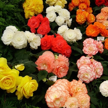 Begonia tuberous - Begonia 'Non-Stop Mix'
