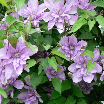 Clematis - Clematis 'Proteus'