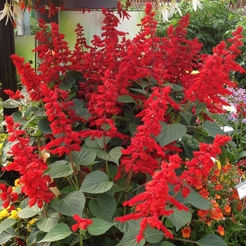 Salvia splendens - Salvia 'Red Hot Sally'