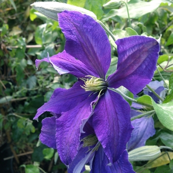 Clematis - Clematis 'Rhapsody'