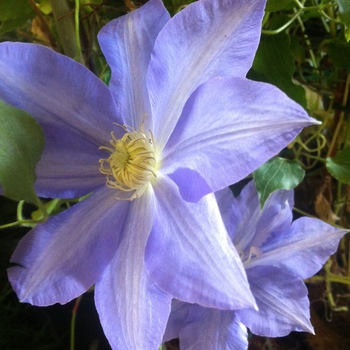 Clematis - Clematis 'H.F. Young'