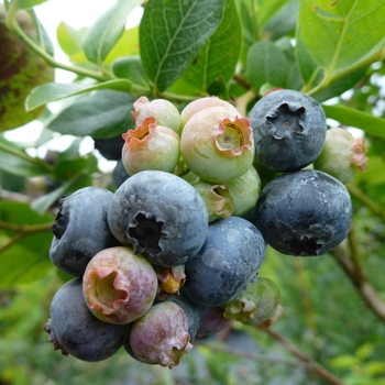 Vaccinium angustifolium - Blueberry 'Northland'