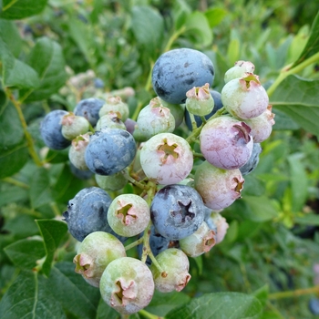 Vaccinium 'Bluecrop' - Blueberry 'Bluecrop'