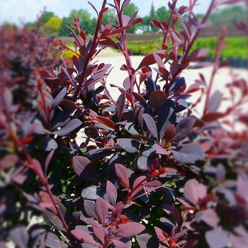 Berberis thunbergii 'Royal Burgundy' - Royal Burgundy Barberry