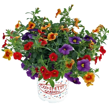 Confetti Gardens - Combo Pots