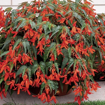 Begonia boliviensis - Begonia (Trailing)