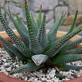 Haworthia fasciata - Haworthia 'Multiple Varieties'
