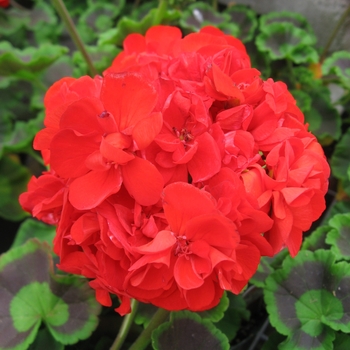 Interspecific Geranium - Geranium Baskets