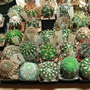 Assorted Varieties - Cactus