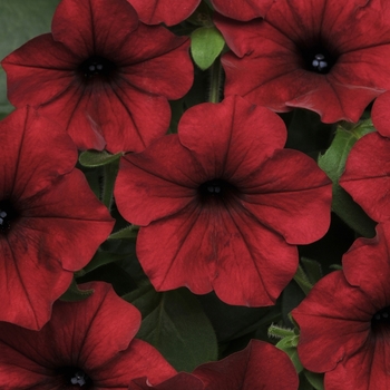 Petunia hybrida - Petunia 'Tidal Wave Red Velour'