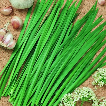 Allium tuberosum - Chives 'Garlic'