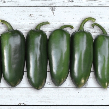 Capsicum annuum ‘Emerald Fire F1’ - Jalapeno Pepper