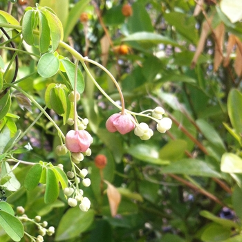 Akebia quinata - Chocolate Vine